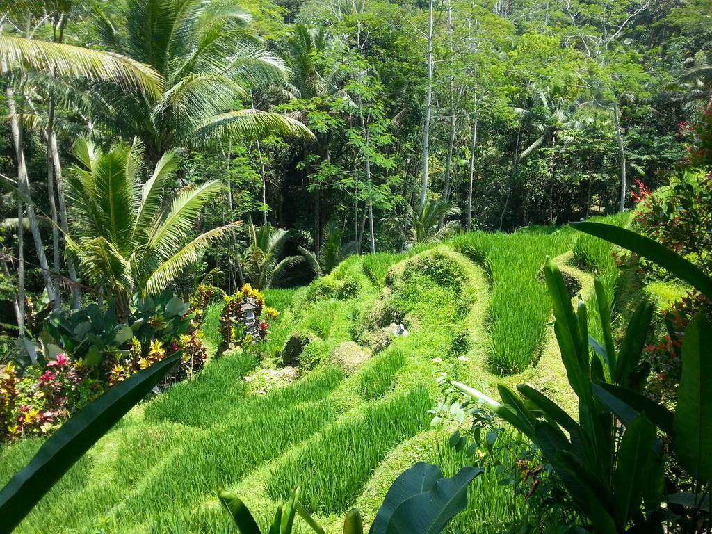 Villa Amrita Ubud Esterno foto